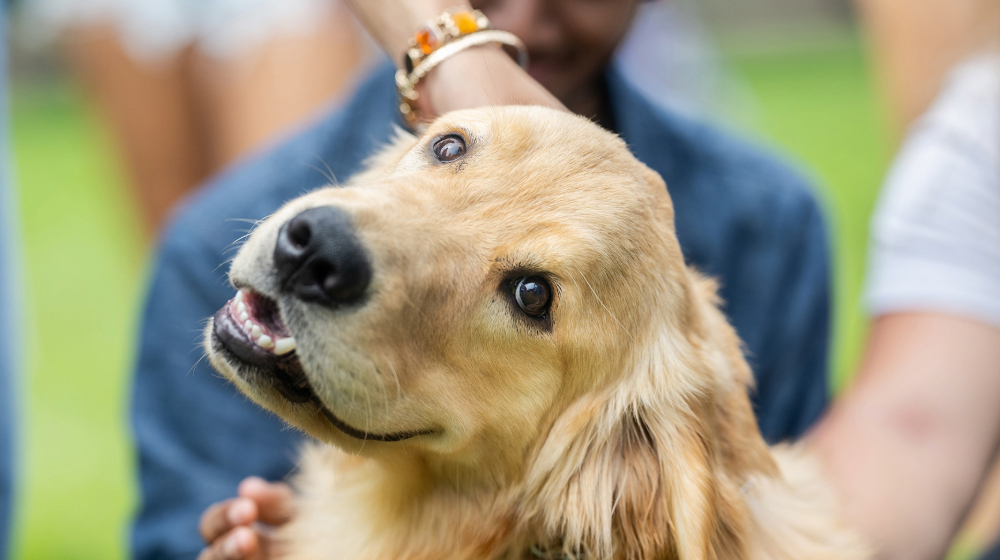 Sullivan the therapy dog receives pets from students on campus. Sullivan the therapy dog receives pets from students on campus.