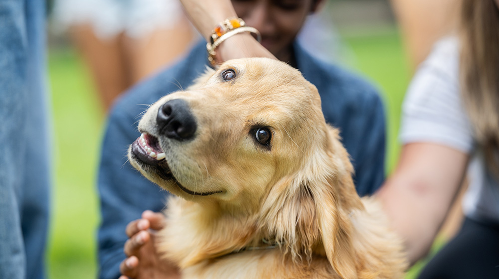 Sullivan the therapy dog receives pets from students on campus. Sullivan the therapy dog receives pets from students on campus.
