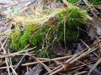 moss-gametophyte-sporophyte