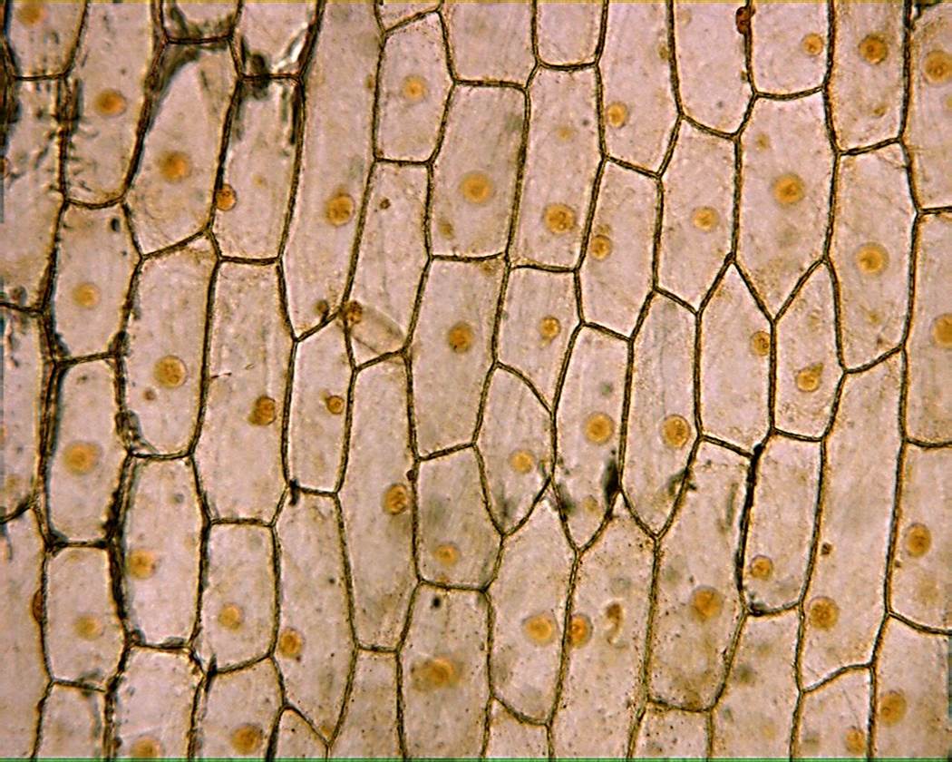 onion epidermal cells under microscope