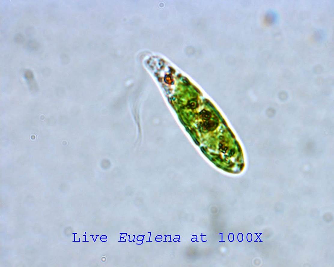 Amoeba Under Microscope 40X | Tron microscope operating at 60 kv. 