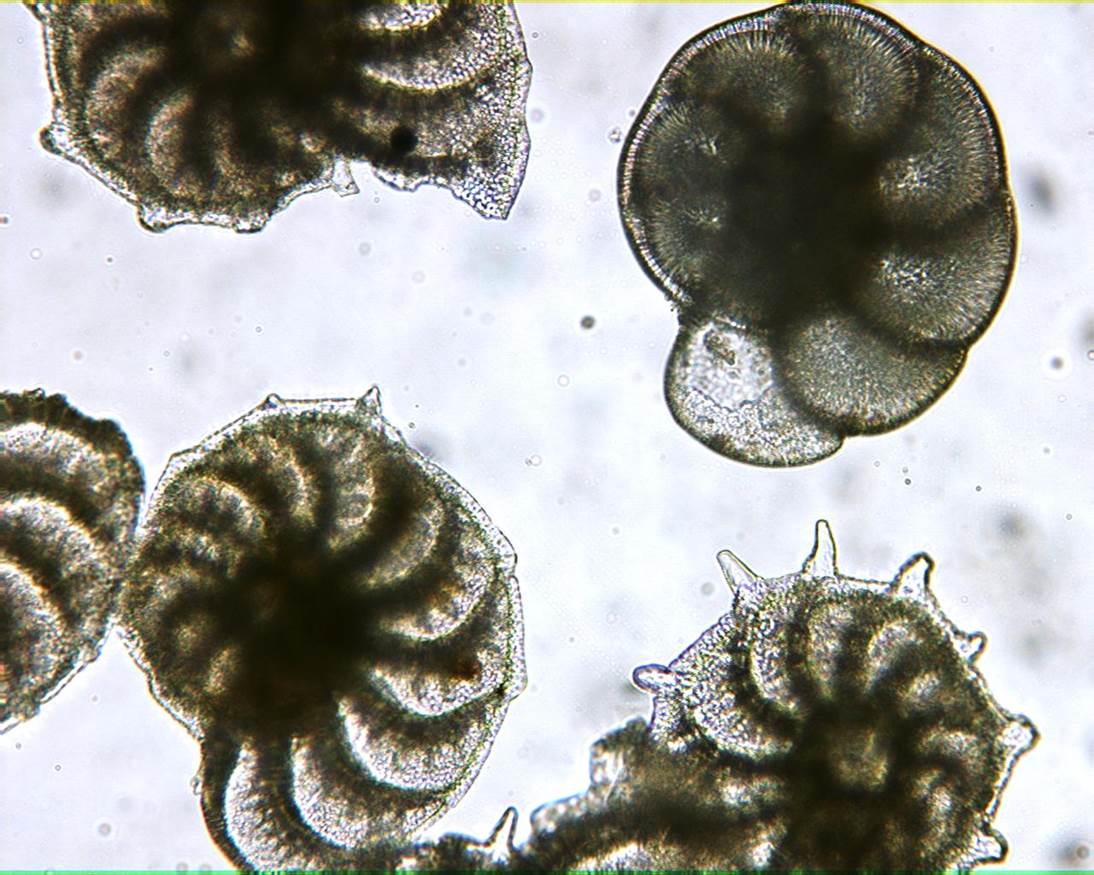 foraminifera-2