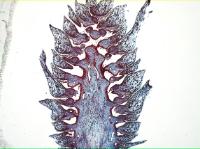 pine-ovulate-longitudinal