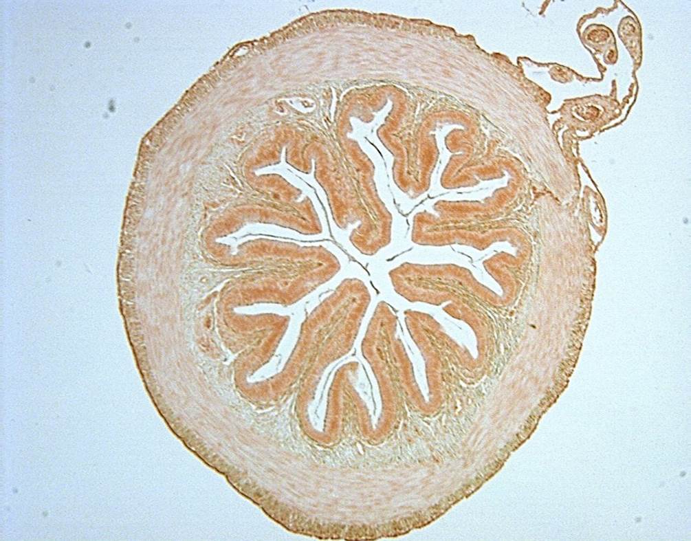 Frog intestine 40X: General Biology Lab II: Loyola University Chicago