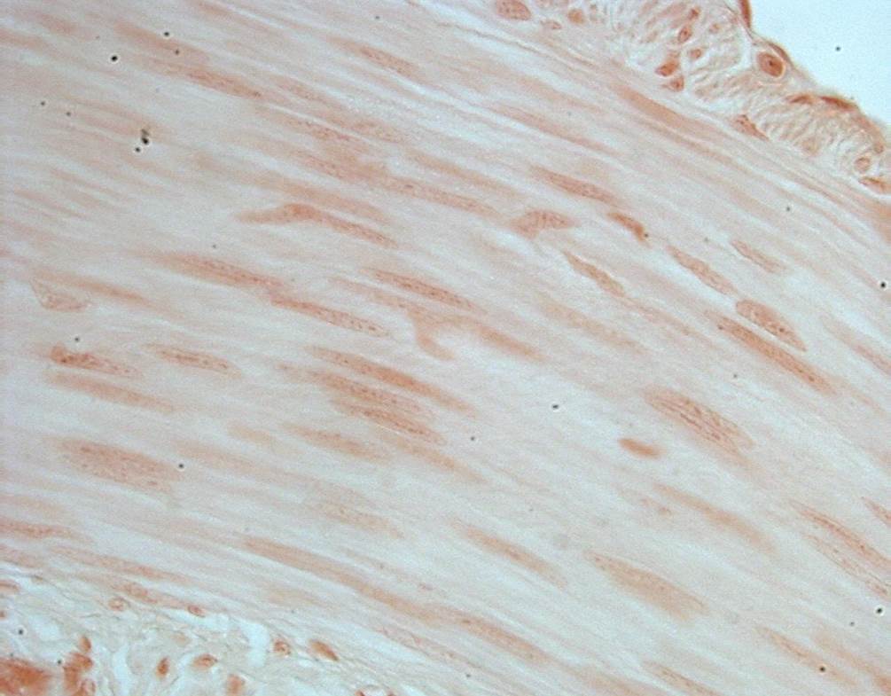 smooth-muscle