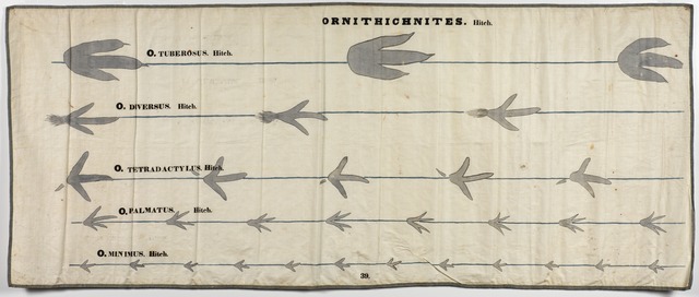 Drawing of bird footprints by Orra White Hitchcock