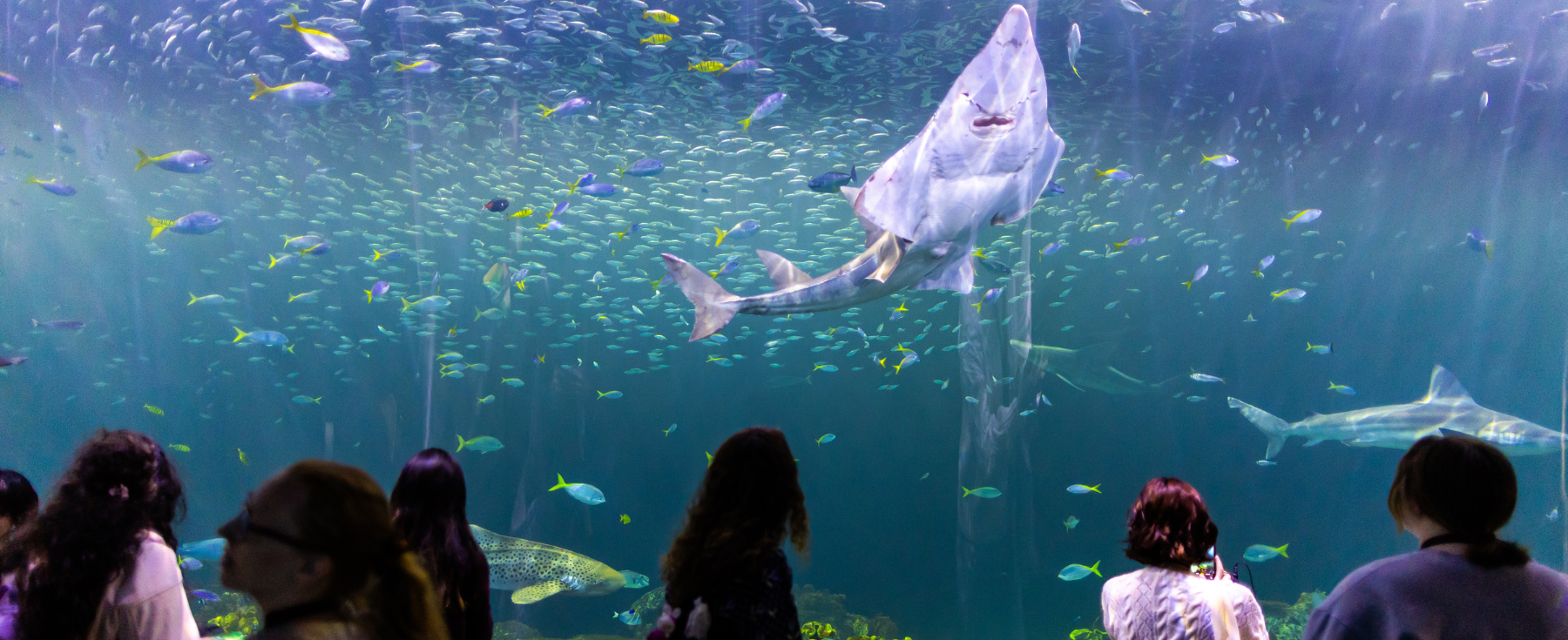 A group of Loyola's TLLSC students look at an aquarium in awe.