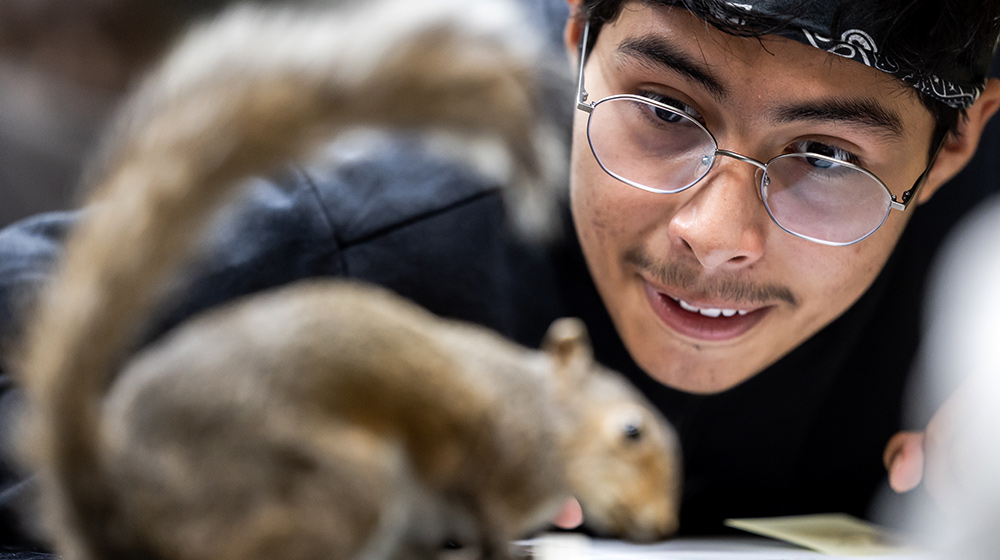 Visitor with glasses leans close to taxidermy squirrel on table, examining small mammal specimen inside natural history museum exhibit.