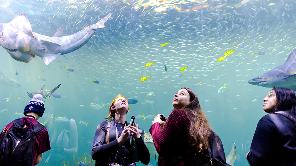 Group of visitors look up at sharks and schooling fish swimming overhead inside large aquarium viewing tunnel room space.