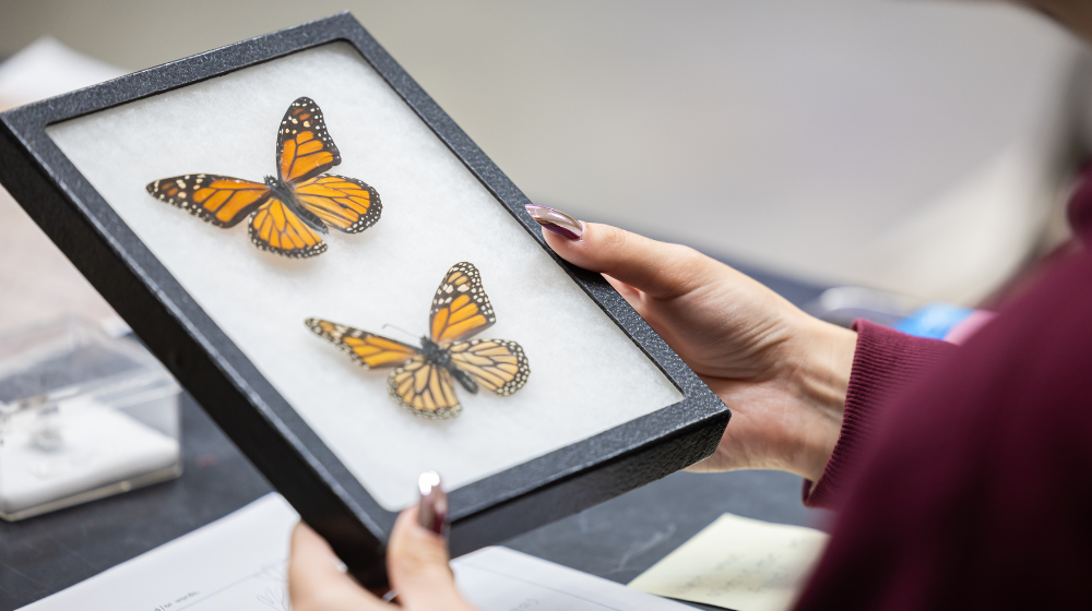 A student observes butterflies at the Peggy Notebaert Nature Museum.