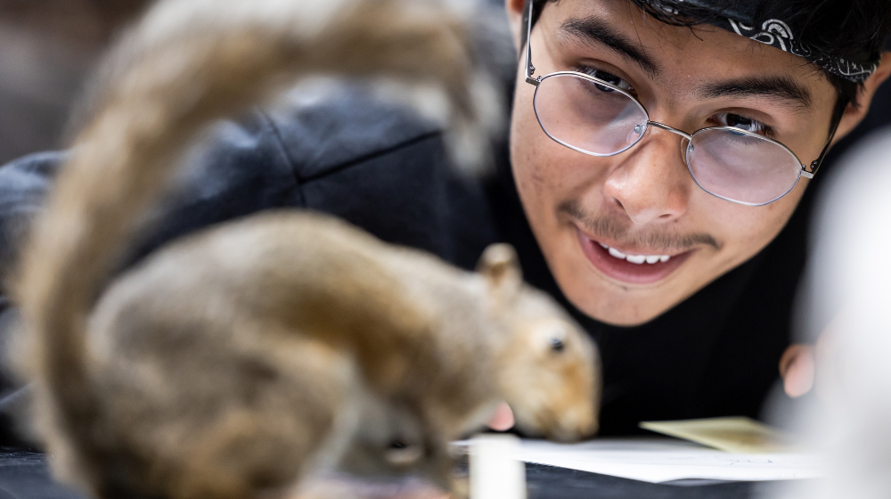 A student studies a squirrel at the Peggy Notebaert Nature Museum.