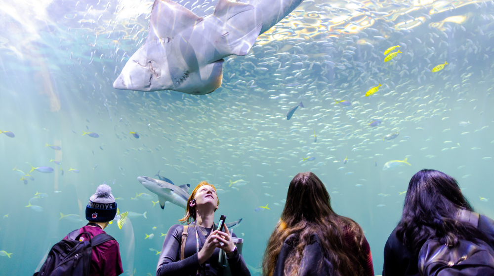 A student gazes up at a shark swimming overhead at Shedd Aquarium.