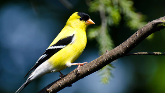 The American Goldfinch is one of 69 bird species documented at Loyola’s Retreat and Ecology Campus. 