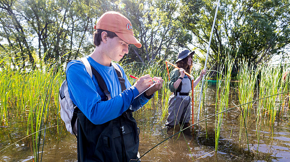 Two Loyola Environmental Sustainability students in knee-deep wetlands conducting research. Both are wearing hats, with one writing on a clipboard.
