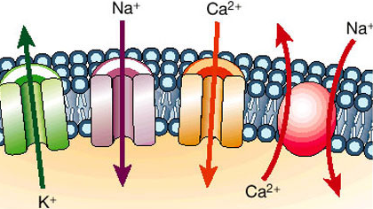 pic for Eisenberg UCMS lecture