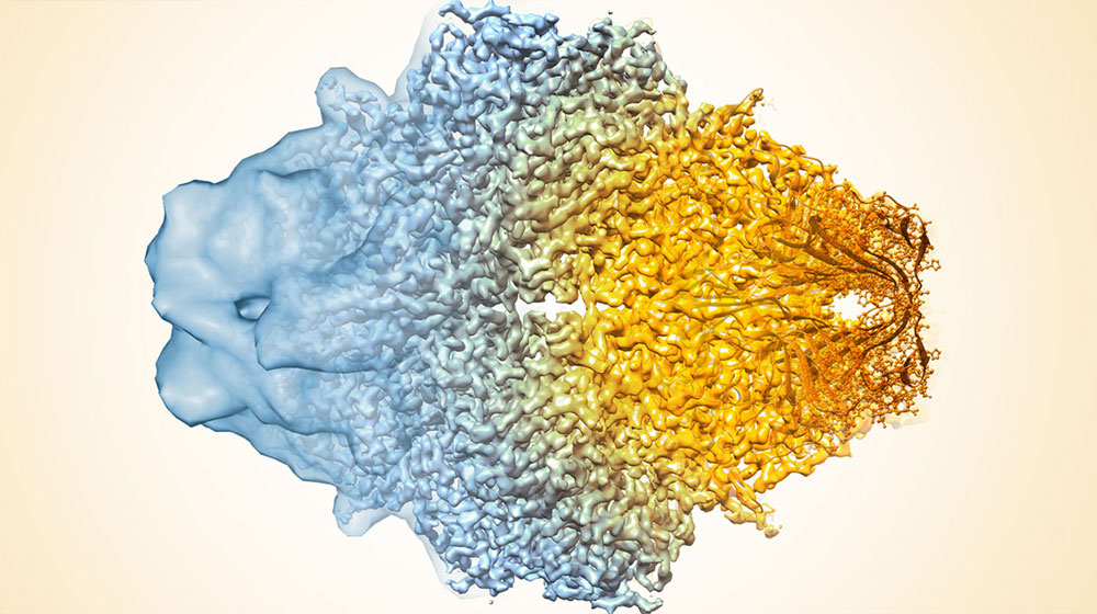 Cryo-EM structure