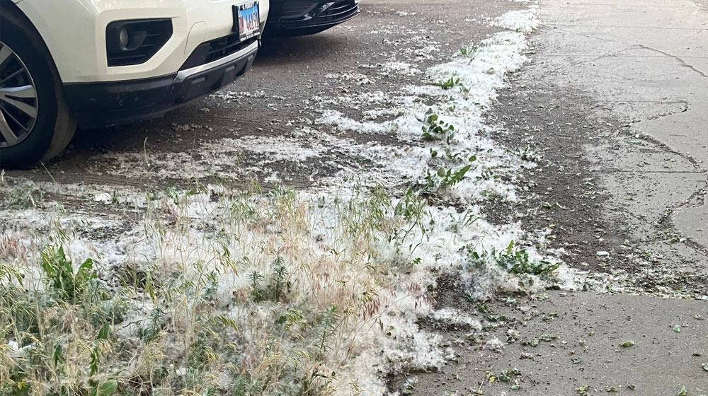 Chicago’s cottonwood problem: What’s up with the fluffy stuff?