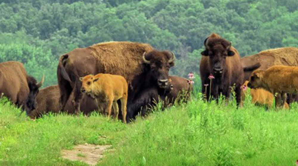 Bison and prescribed burns are critical to health of tall grass prairie