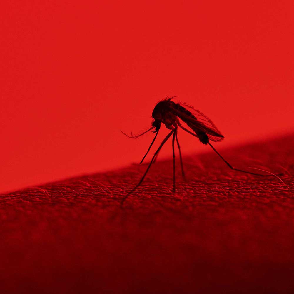 
		How climate change affects the spread of Zika