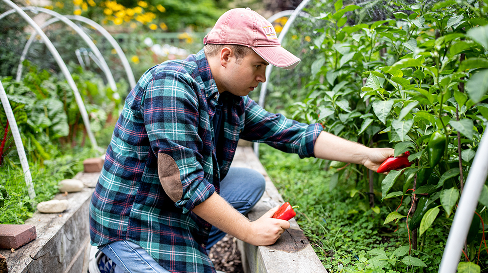 Student picks peppers in Loyola greenhouse
