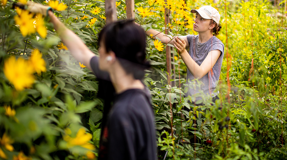 two students working in winthrop garden