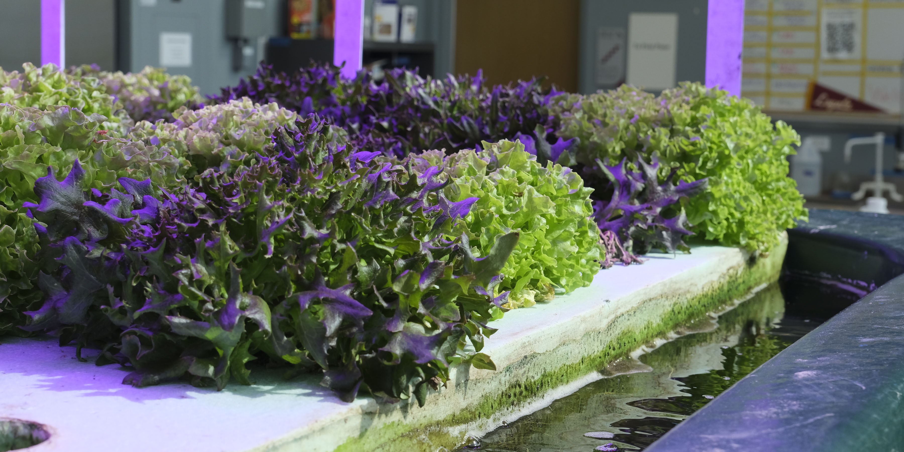 Aquaponics system growing lettuce