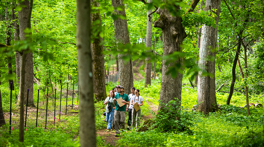 people walking in a forest