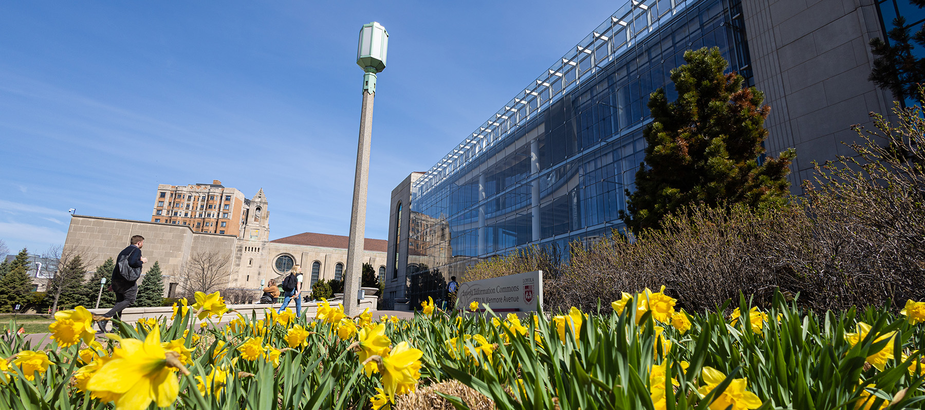 lake shore campus scene with tulips blooming lake shore campus scene with tulips blooming