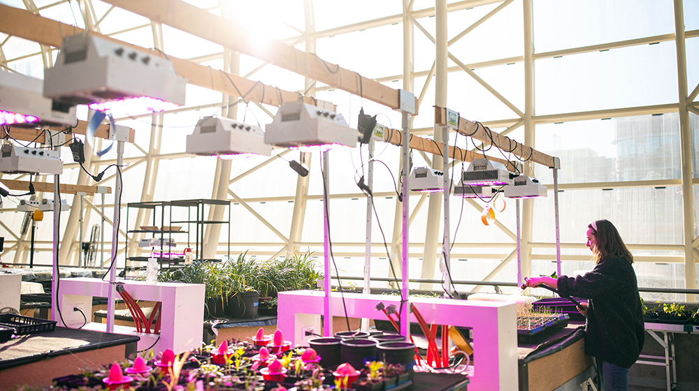 A student checks on plants in the SES greenhouse lab