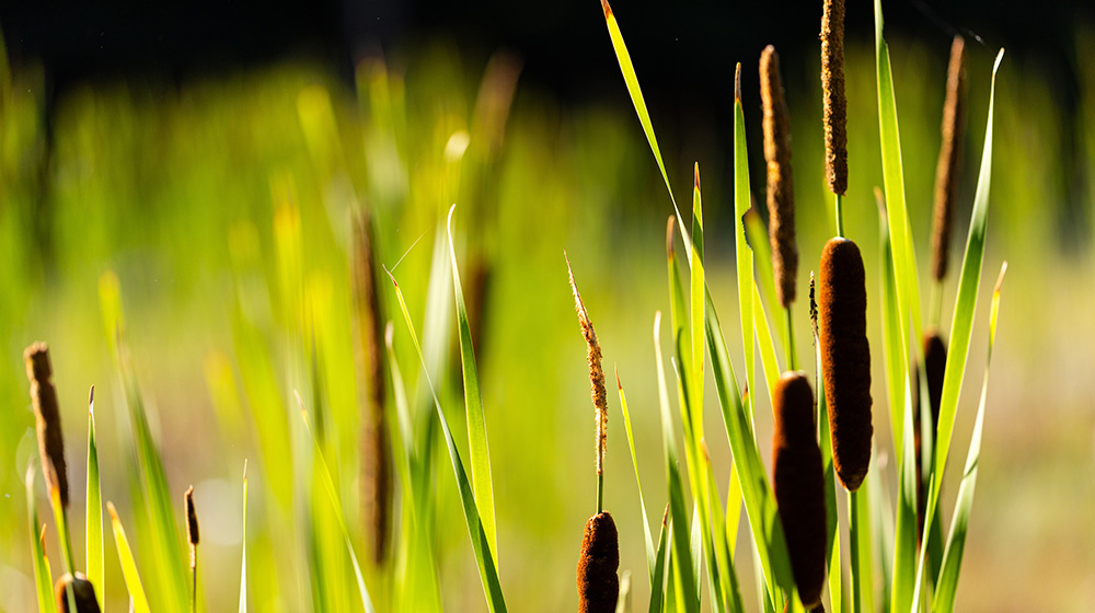 cattails in a wetland