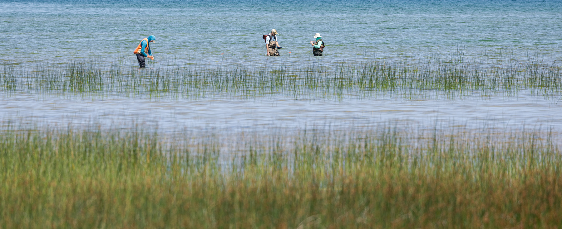researchers in waders walking in a wetland
