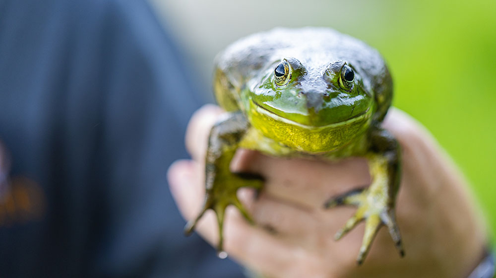 Closeup of a hand holding an American bullfrog 
