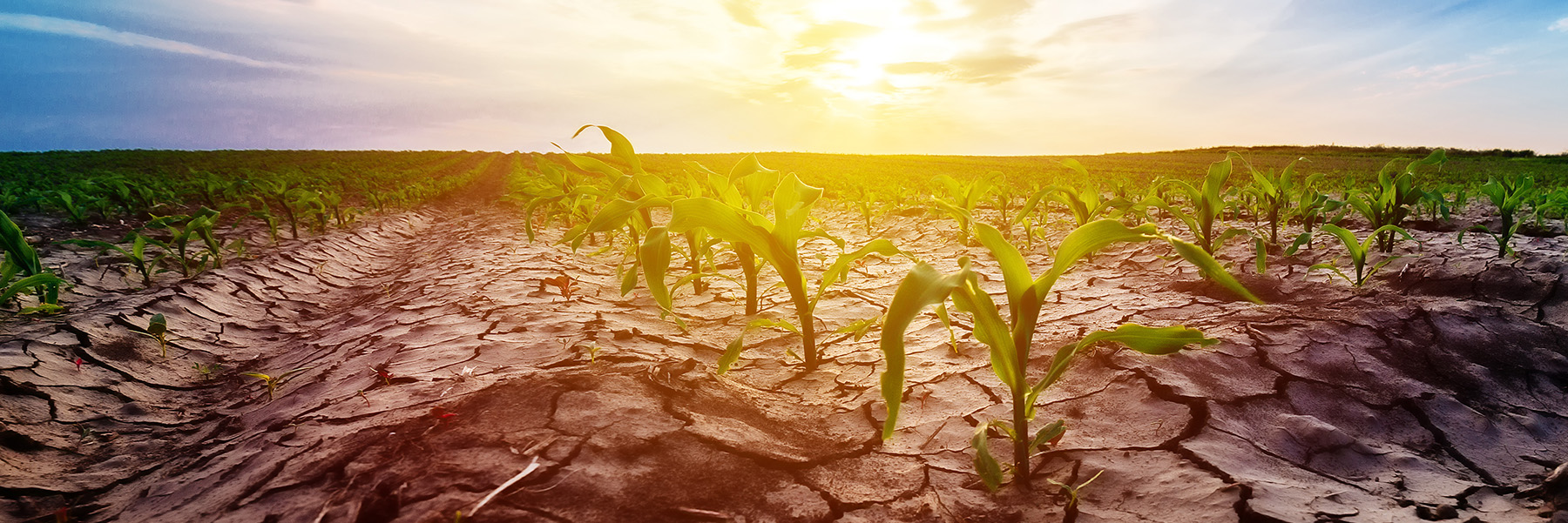 cornfield in a drought