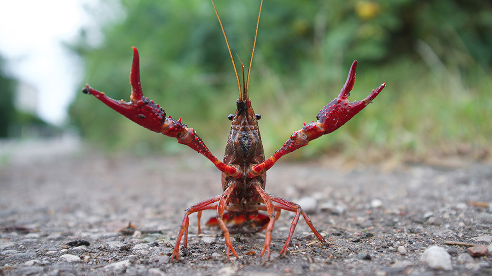 red swam crayfish raising its claws