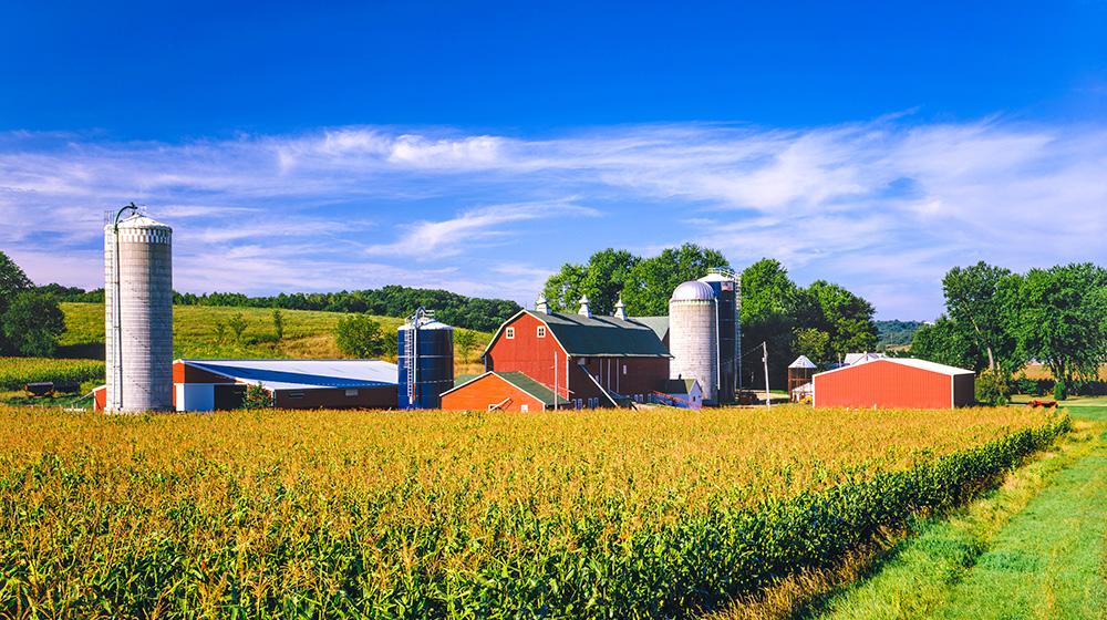 Farm scene with a barn and rows of corn