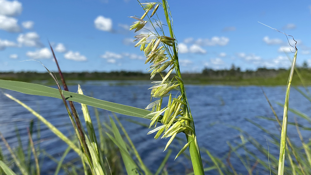 Wild rice or manoomin in a lake