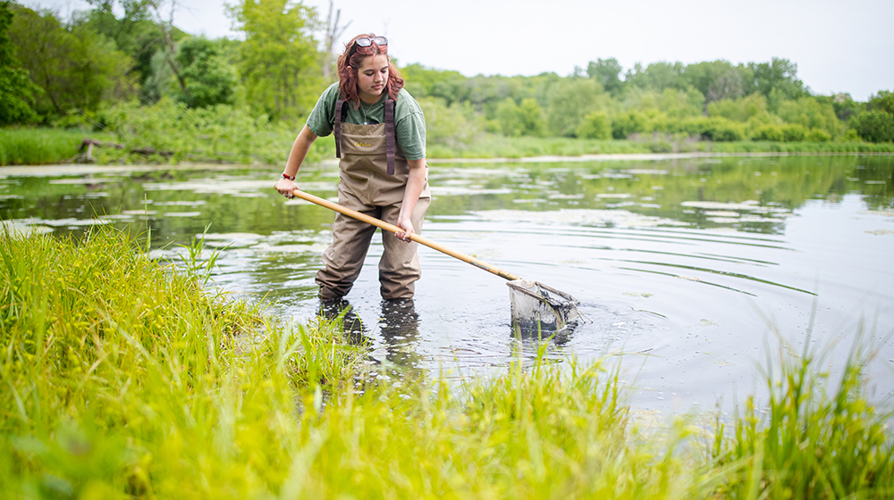 Student collecting samples in a pond 