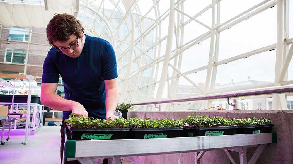 Jon Barber trims microgreens inside the Ecodome as part of his research for a STEP course. “It’s not like a lot of other classes I’ve taken,” he said. “You have freedom to actually choose what you want to do and pursue that.” (Photo: Heather Eidson)