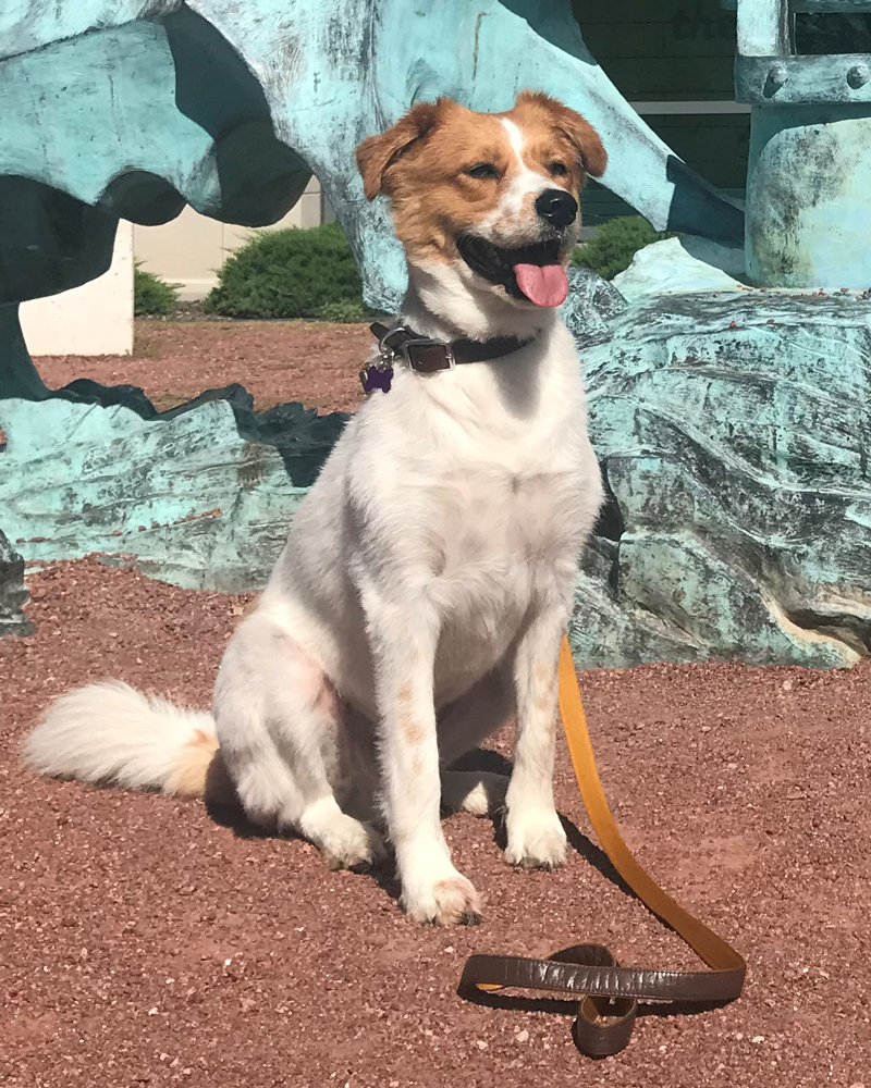 Ashlar Loyola's therapy dog.